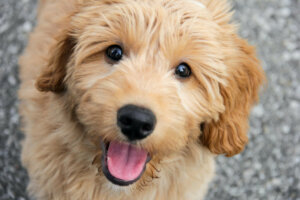 Goldendoodle: wszystko o tej rasie