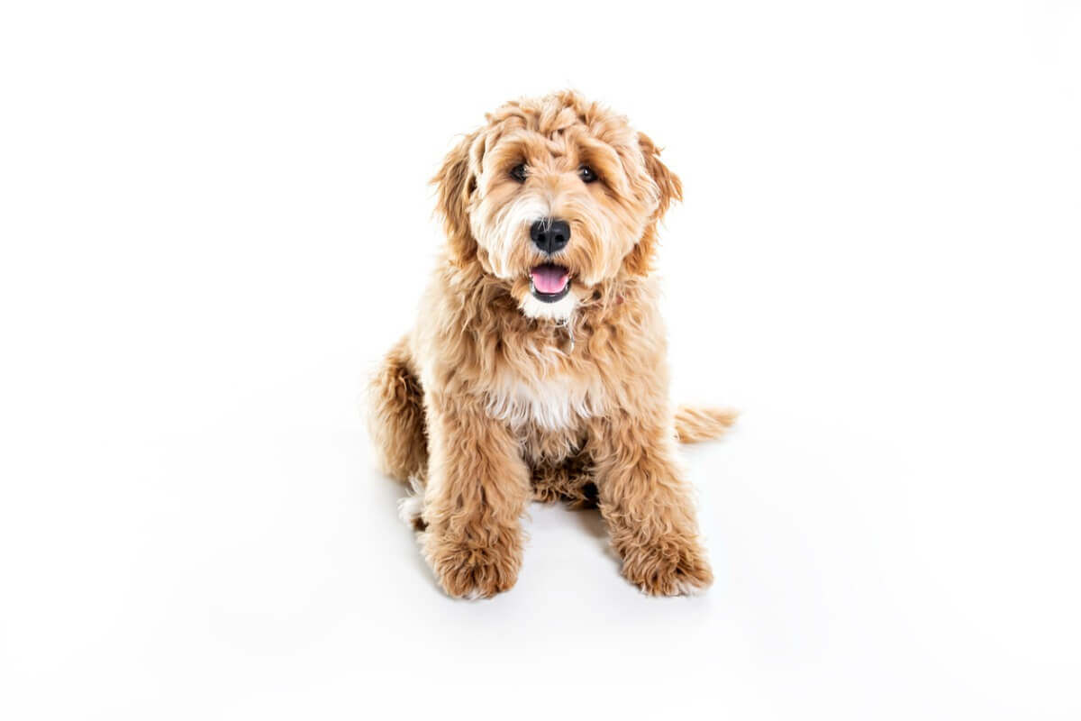 Goldendoodle