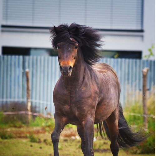 Irlandzki koń sportowy hunter: pochodzenie i charakterystyka