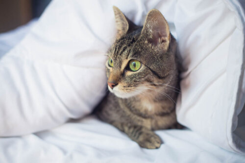 Kot leży pod kołdrą, a czy to normalne, że koty ugniatają koce