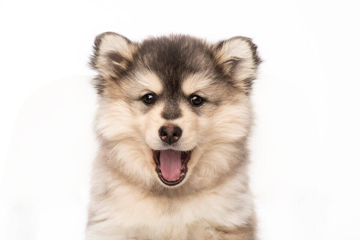 Pomsky szczenię