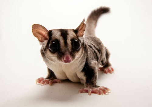 Lotopałanek karłowaty