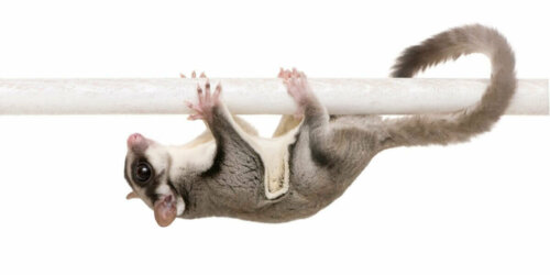 Lotopałanka karłowata