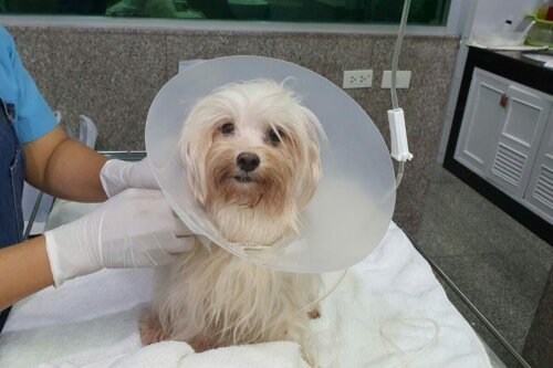 Maltańczyk chory u weterynarza, Choroby maltańczyków