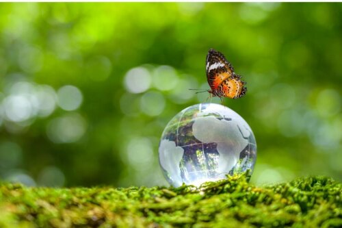 Motyl koncept natury