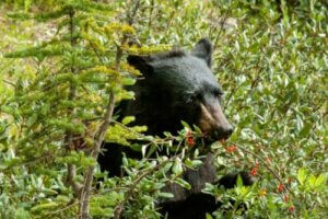 Czym żywią się niedźwiedzie?