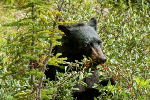 Czym żywią się niedźwiedzie?