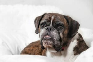 Najczęściej występujące choroby bokserów