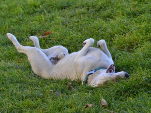 Pies tarza się po trawie erekcja penisa