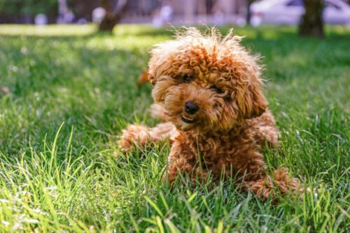 Pies maltipoo