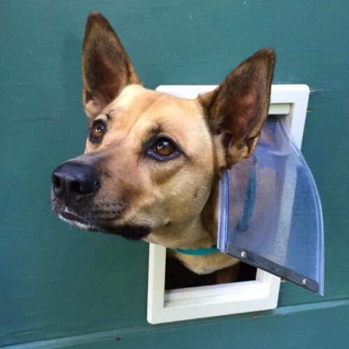 Pies wygląda przez wyjście na podwórko