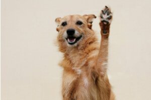 Wilcze pazury u twojego psa – 7 rzeczy, które musisz o nich wiedzieć