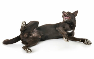 Przewodnik, jak zrozumieć zdrowie penisa Twojego psa