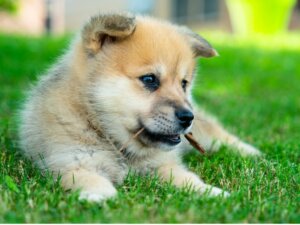 Pomsky: wszystko o tej rasie