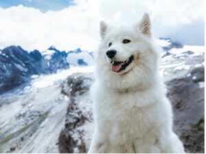 7 psów, które wyglądają jak niedźwiedzie