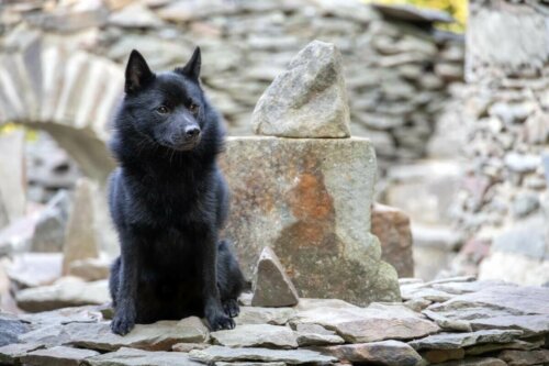 Schipperke