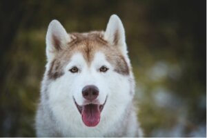 Husky syberyjski – poznaj jego 14 rodzajów