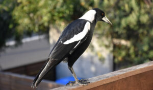 Sroka: charakterystyka, zachowanie i ciekawostki