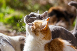 Kolor twojego kota, co to znaczy?