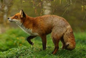 Zwierzęta nocne – oto 10 przykładów