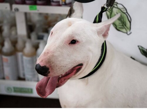 Bulterier, jest rasa pitbulla