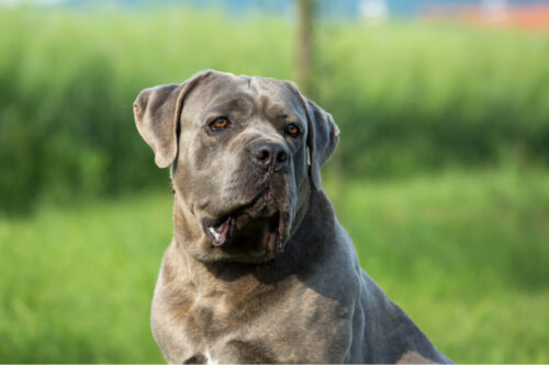 Cane corso, rasy mylone z pitbullami