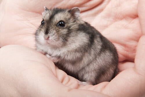 Chomik w dłoni