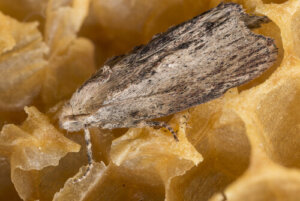 11 zwierząt najlepiej słyszących na świecie