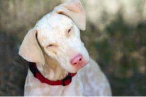 Doberman albinos: wszystko o tej rasie
