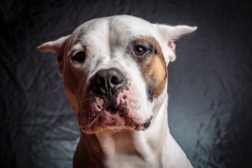Dog argentyński