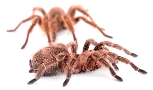 Dymorfizm płciowy, tarantule