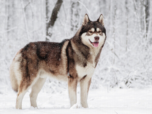 Husky syberyjski