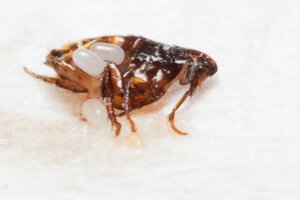 Jaja pcheł - jakie są i jak się ich pozbyć?