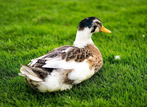 Kaczka jako zwierzę domowe: bardzo czuły towarzysz