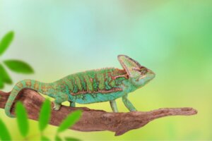 Mój kameleon będzie składał jaja: co mam zrobić?