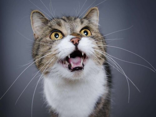 Kot miauczy pod drzwiami