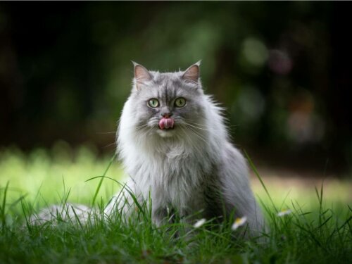 Kot oblizuje się na kocimiętki