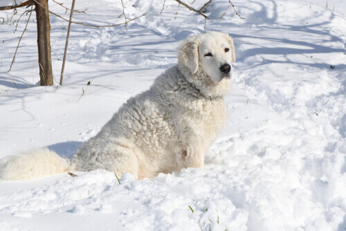 Kuvasz, pies pasterski