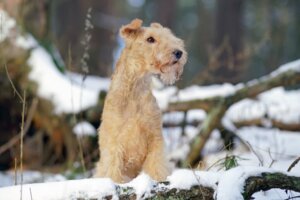 Lakeland terrier: wszystko o tej rasie