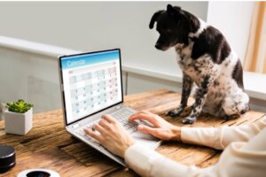 6 praktyk, aby ustalić rutynę dla twojego psa