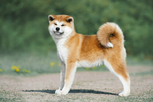 Osobnik akita inu