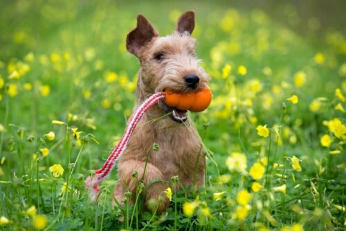 Lakeland terrier