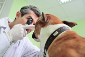 Jak rozpoznać, że Twój pies nie widzi prawidłowo?