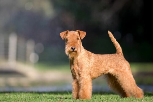 Piesek lakeland terrier