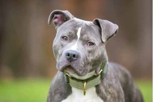 Monster blue, rasy mylone z pitbullami