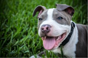 11 ras psów najczęściej mylone z rasą pitbull