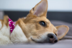 Niebezpieczeństwo baterii dla zdrowia psów