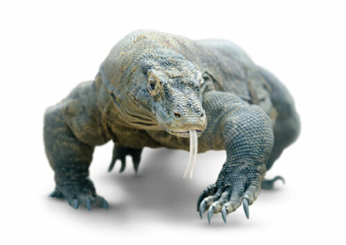 Dlaczego ukąszenie smoka z Komodo jest niebezpieczne?