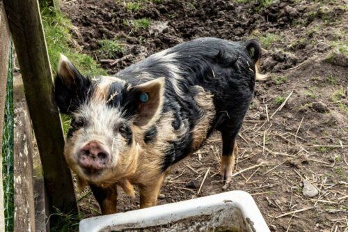 Świnia kunekune