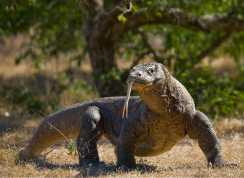 Waran z komodo